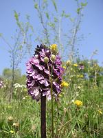 Spring - Lady Orchid